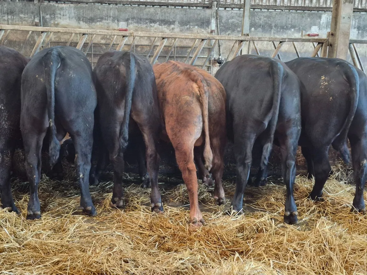 ANGUS BULLS - Image 2