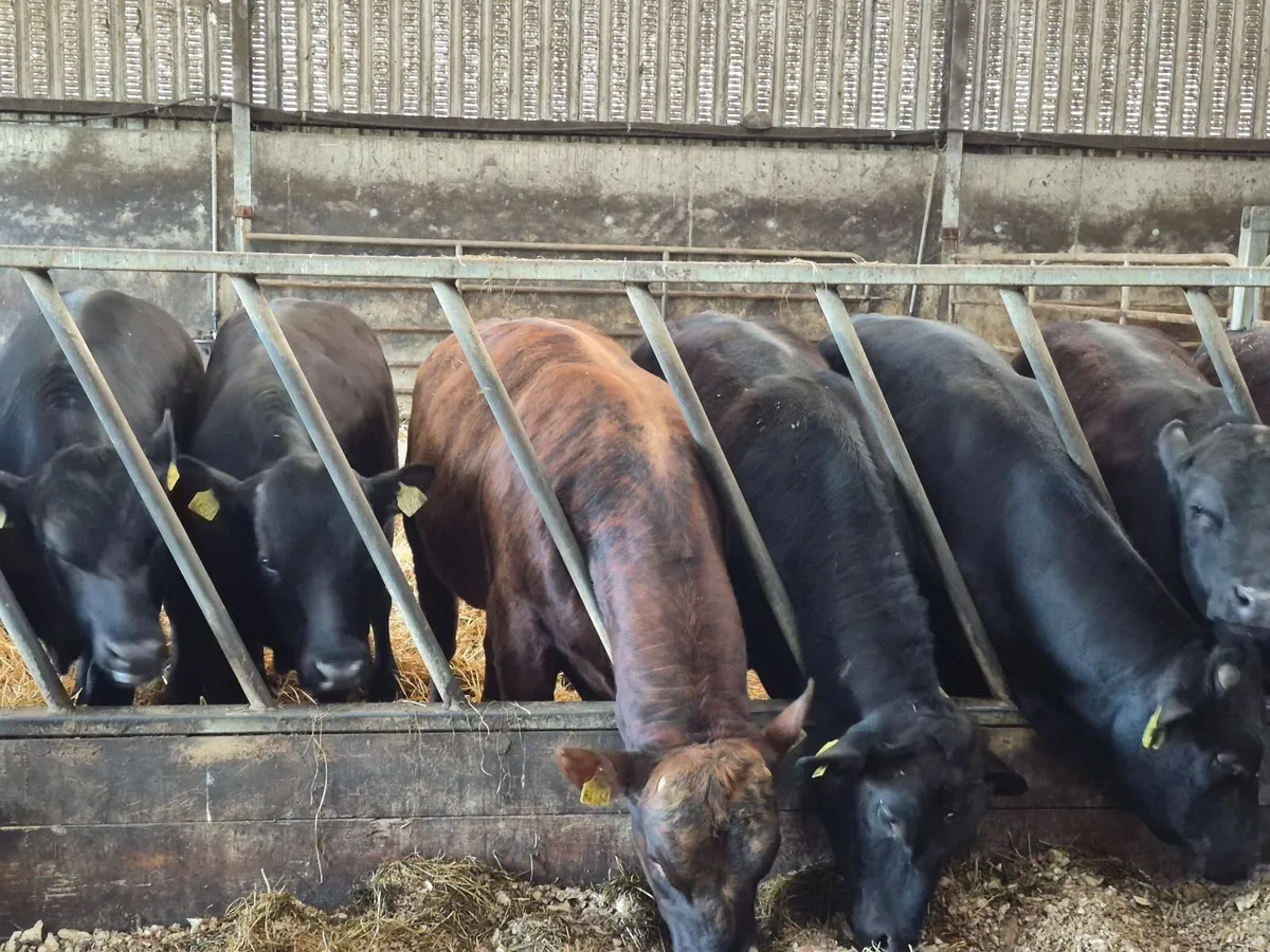 ANGUS BULLS - Image 4