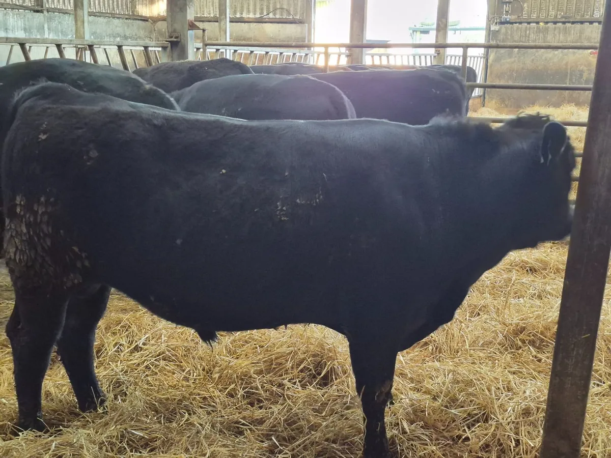 ANGUS BULLS - Image 1