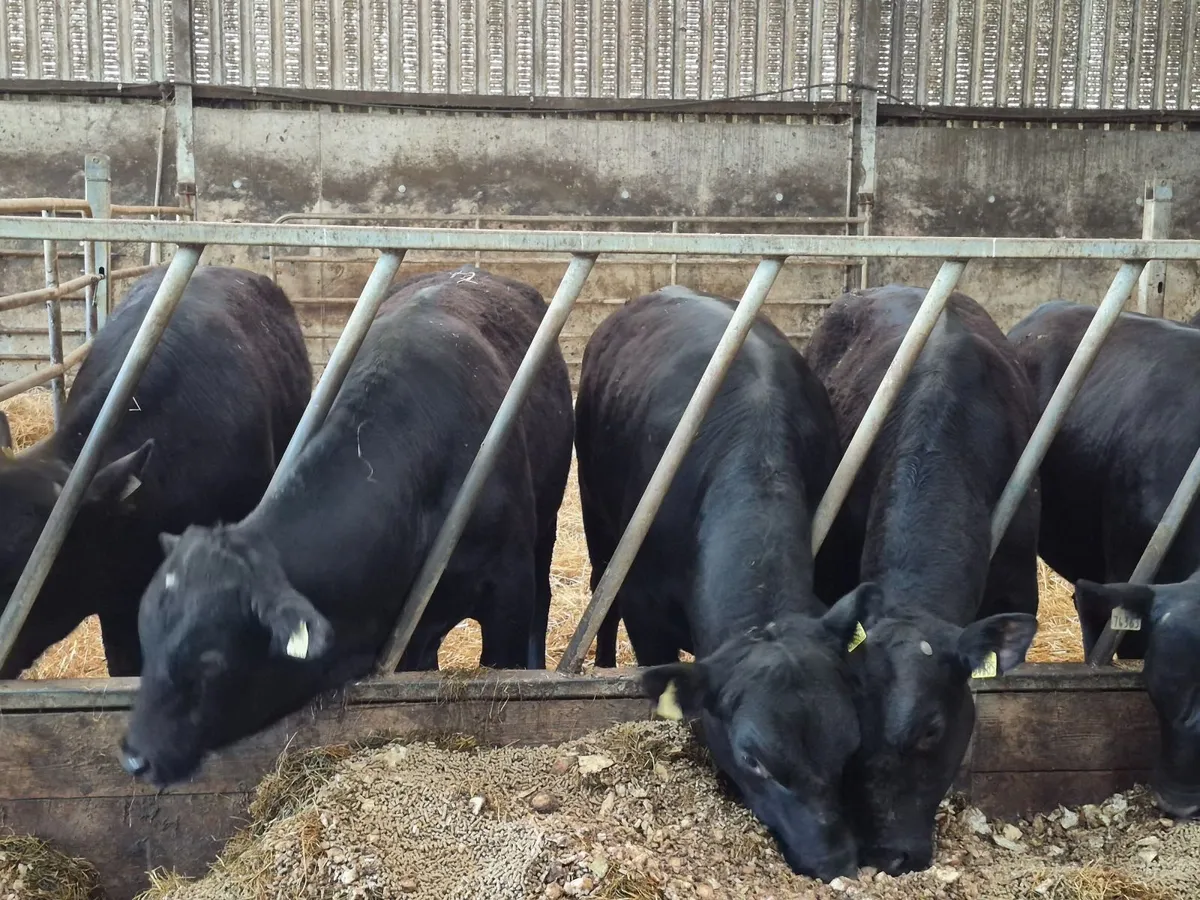 ANGUS BULLS - Image 3