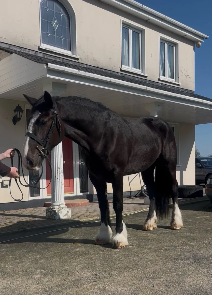 🍀16.1 traditional Irish cob mare🍀 - Image 1
