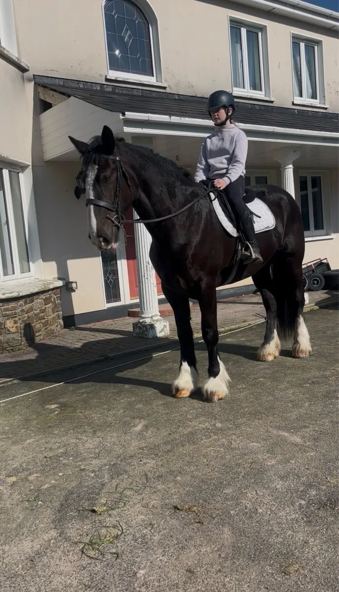 🍀16.1 traditional Irish cob mare🍀 - Image 2