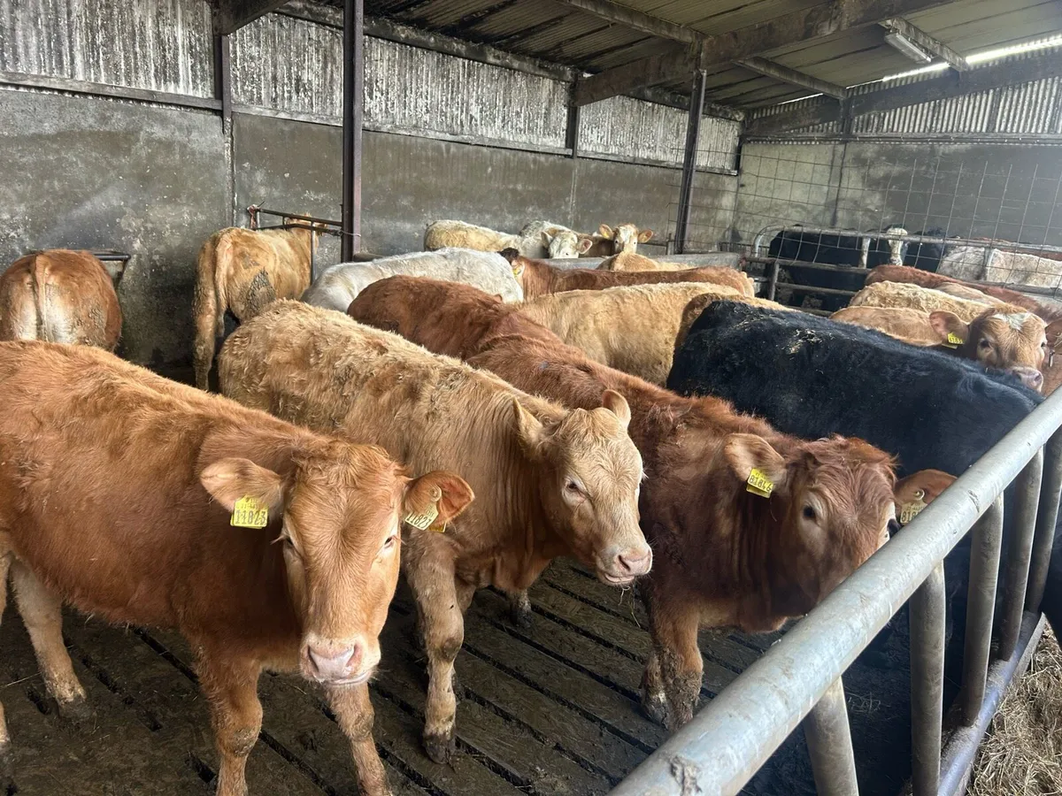 20 Continental Limestone Yearling Heifers - Image 2