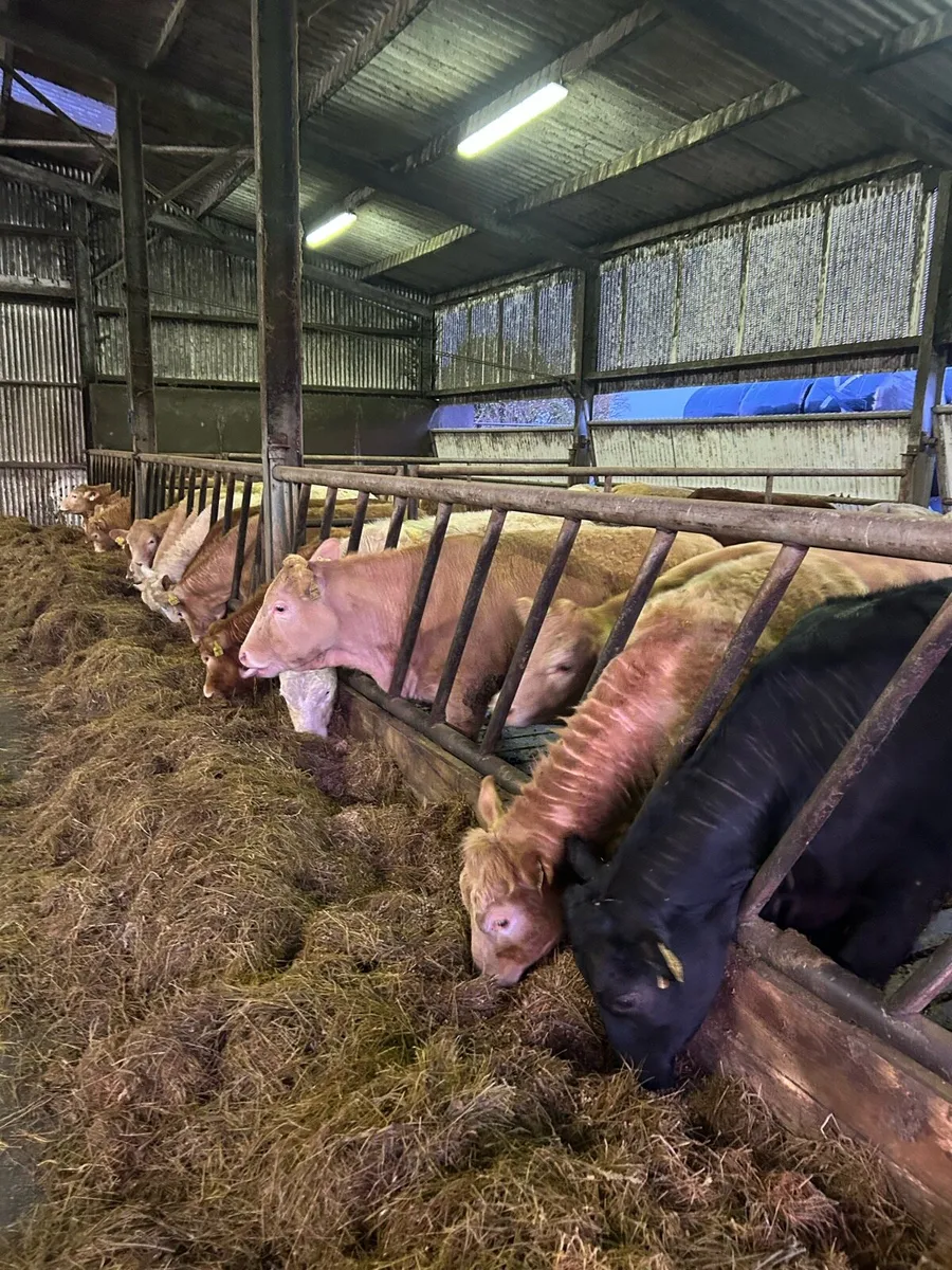 20 Continental Limestone Weanlings, - Image 4