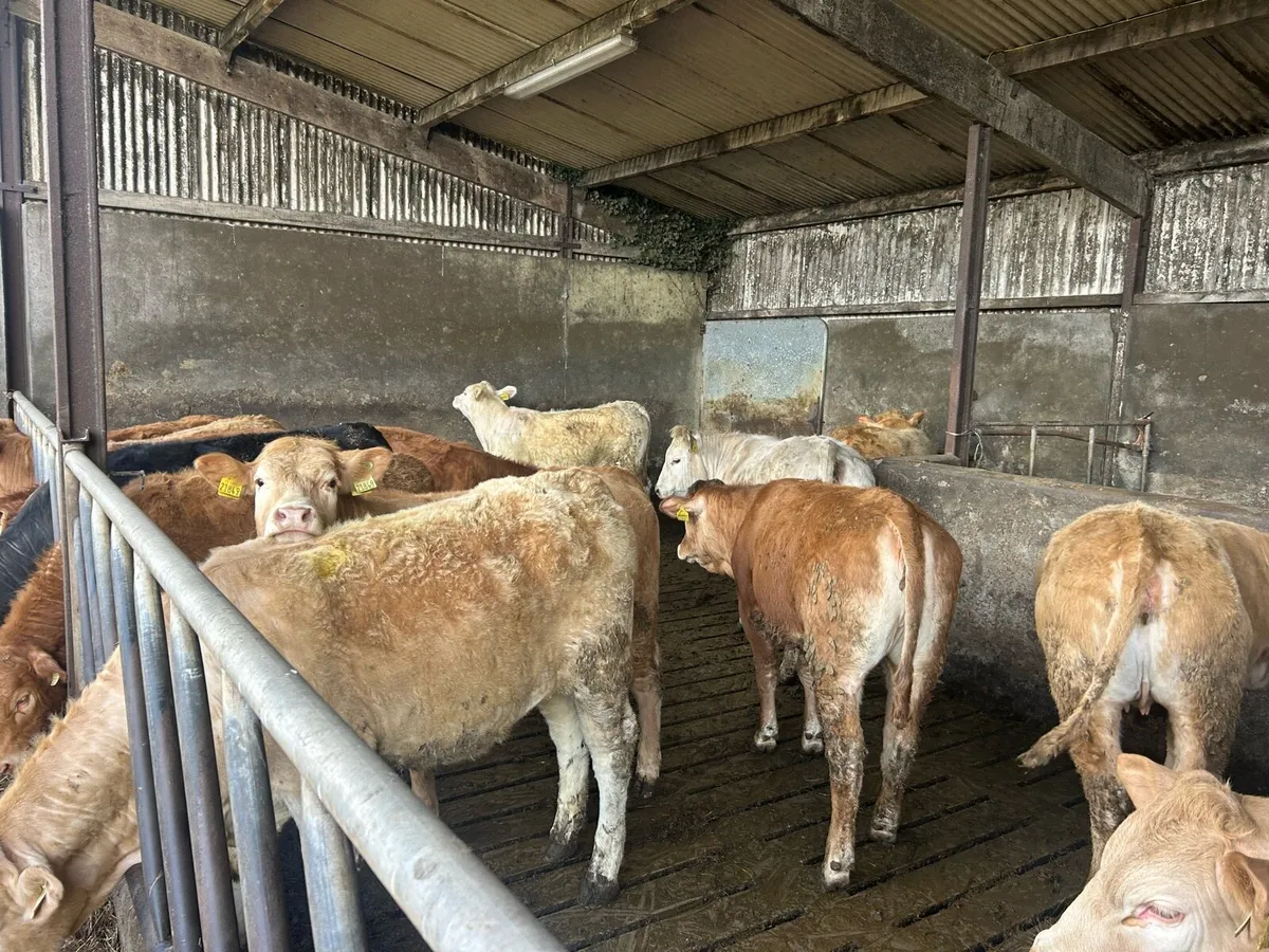 20 Continental Limestone Yearling Heifers - Image 3