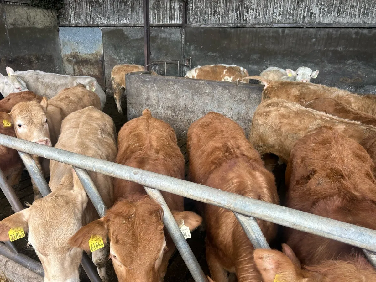 20 Continental Limestone Yearling Heifers - Image 4