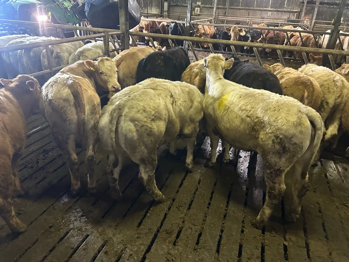 20 Continental Limestone Yearling Heifers - Image 1