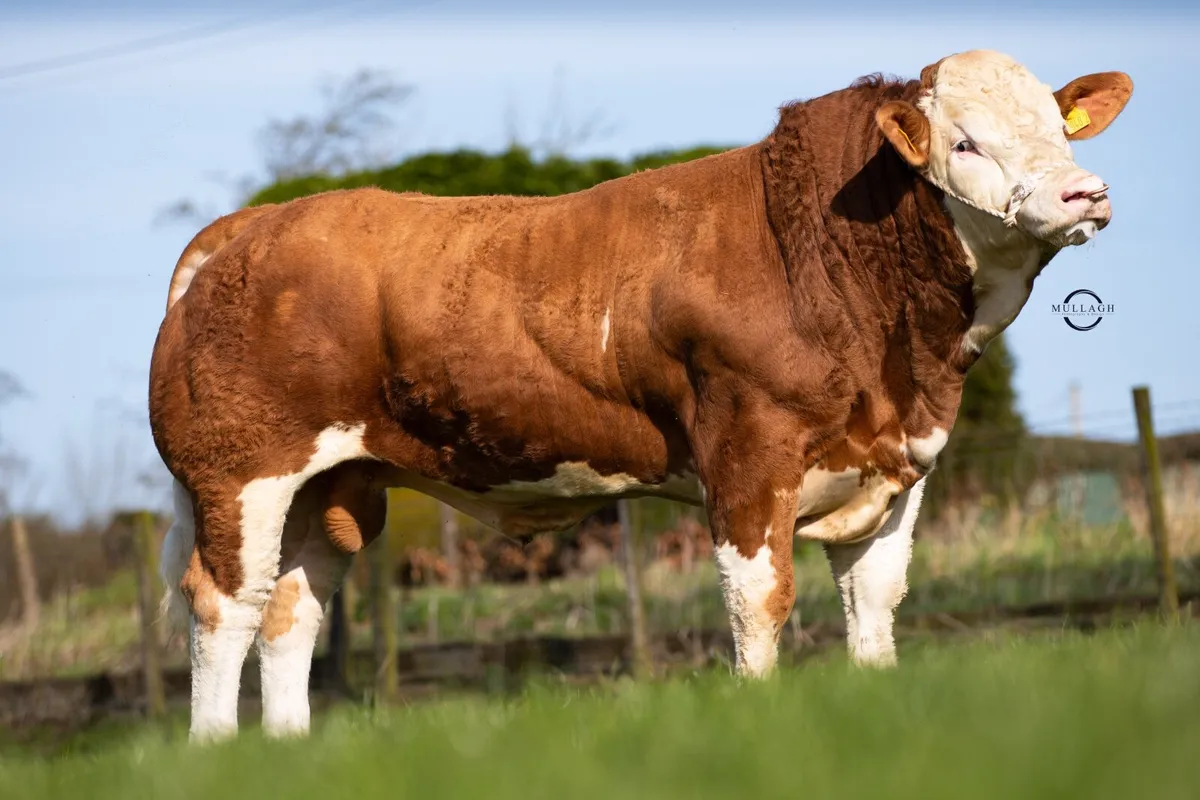Pedigree Simmental Bulls For Sale - Image 1
