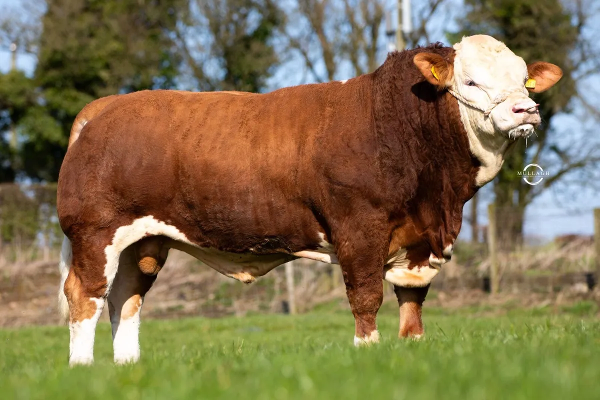 Pedigree Simmental Bulls For Sale - Image 2