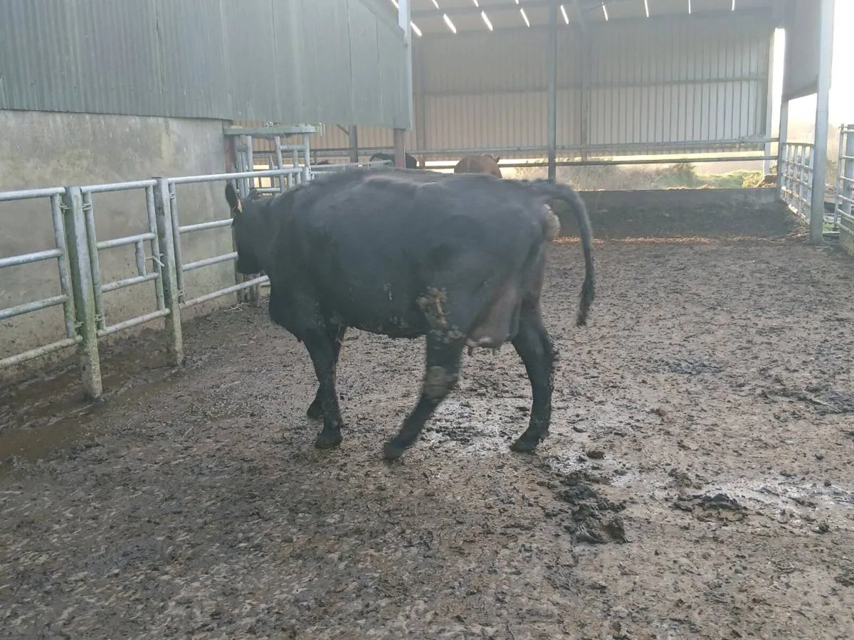 Angus cow - Image 2