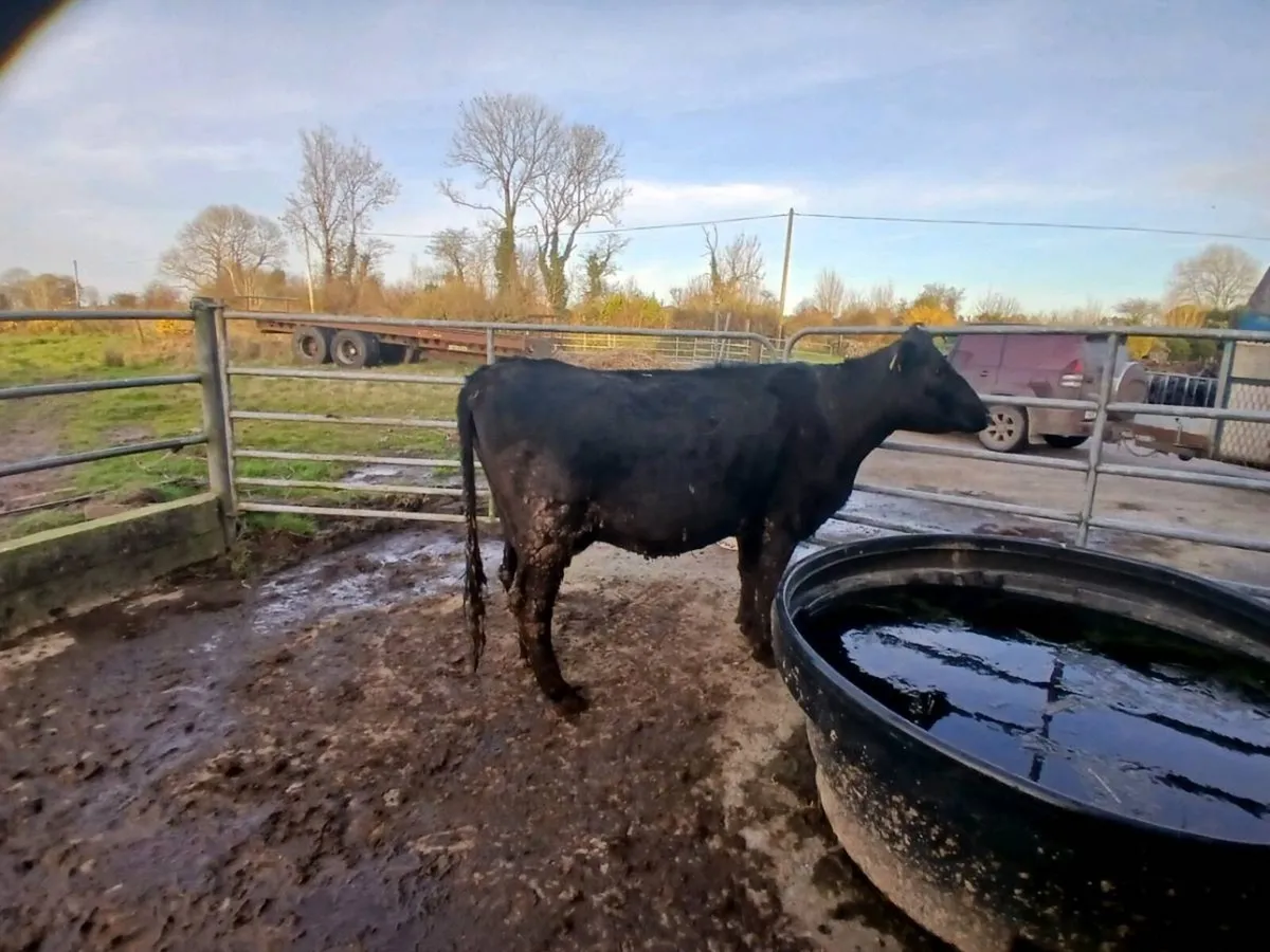 Angus cow - Image 1