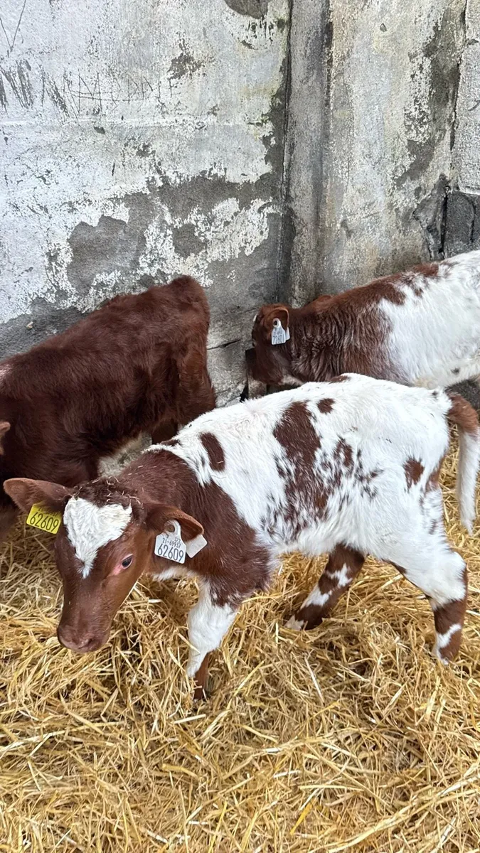 Shorthorn Bulls and 2 heifers - Image 1