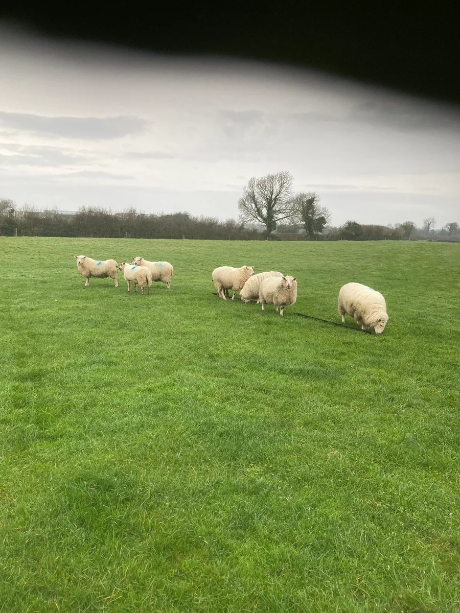 10 yearling hoggets - Image 3