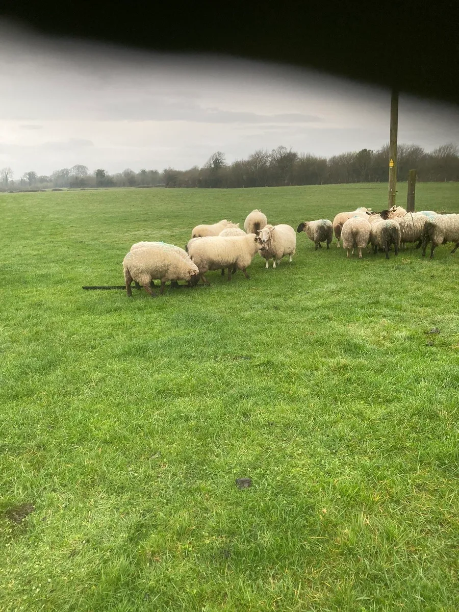 10 yearling hoggets - Image 4