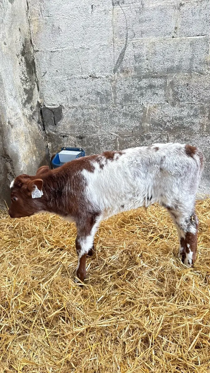 Shorthorn Bulls and 2 heifers - Image 2
