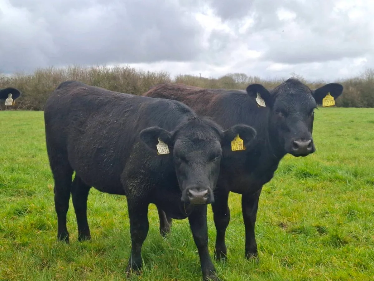 5 AAX HEIFER WEANLINGS OUTWINTERED - Image 2