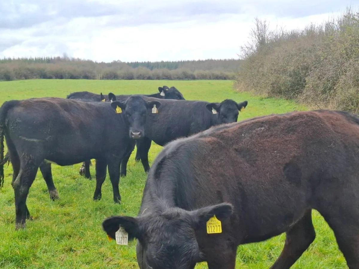 5 AAX HEIFER WEANLINGS OUTWINTERED - Image 3