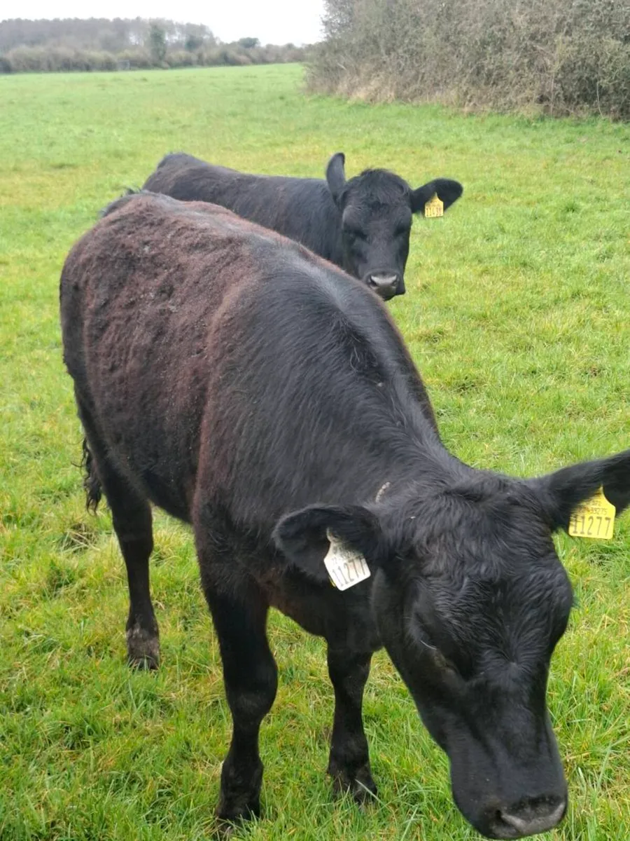 5 AAX HEIFER WEANLINGS OUTWINTERED - Image 4