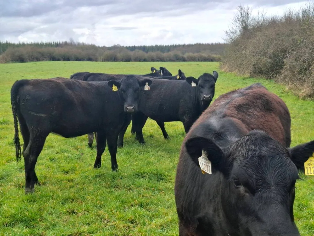 5 AAX HEIFER WEANLINGS OUTWINTERED - Image 1