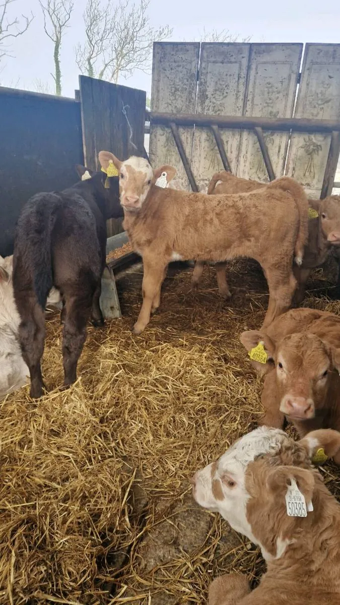 Ennis Mart 25/03 Cow with AI CH heifer - Image 1