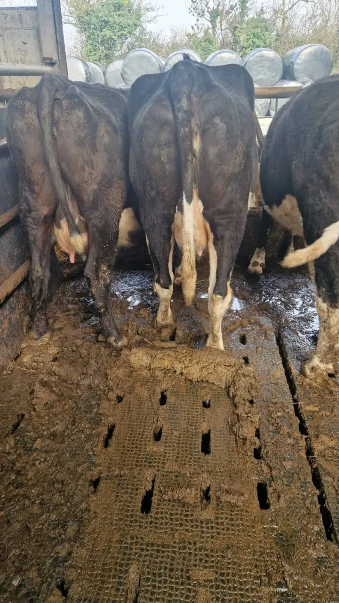 Ennis Mart 25/03 Cow with AI CH heifer - Image 2