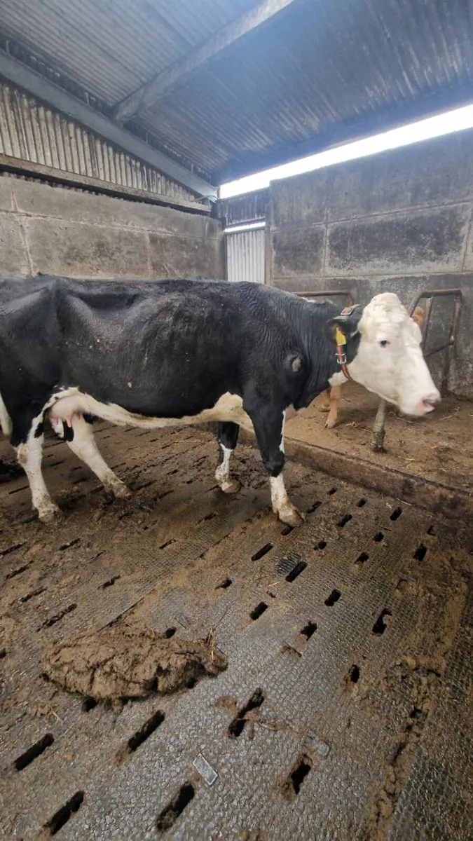 Ennis Mart 25/03 Cow with AI CH heifer - Image 3