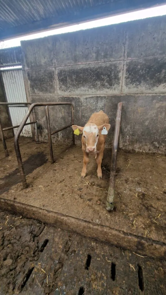 Ennis Mart 25/03 Cow with AI CH heifer - Image 4