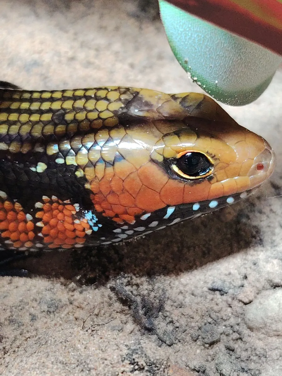 Fire Skinks breeding Trio Group - Image 2