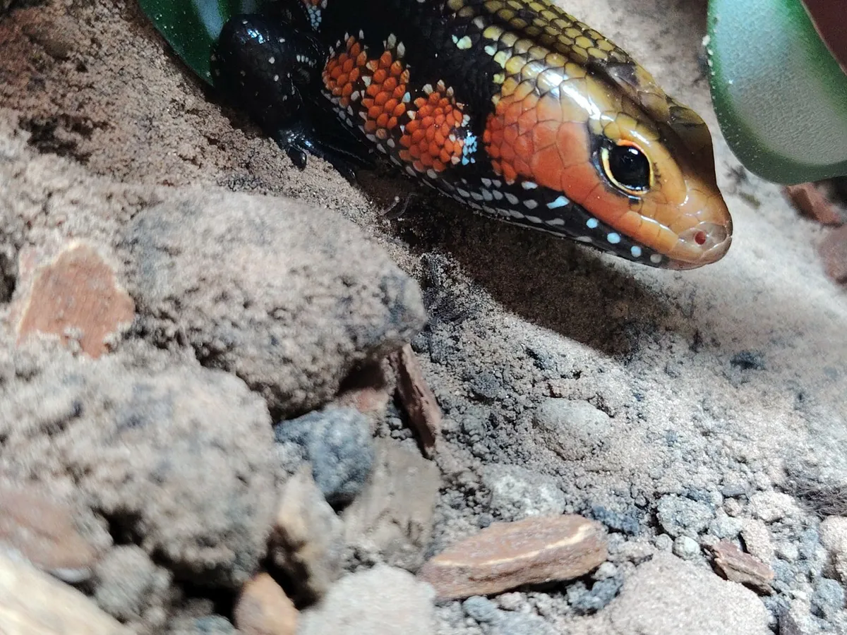 Fire Skinks breeding Trio Group - Image 3