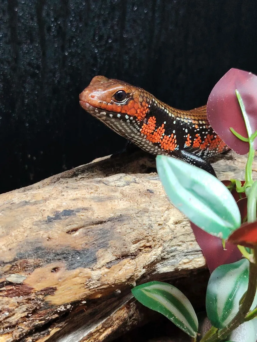 Fire Skinks breeding Trio Group - Image 1