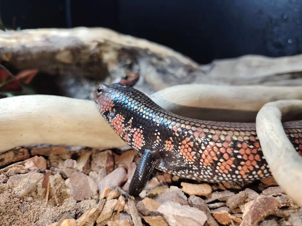 Fire Skinks breeding Trio Group - Image 4