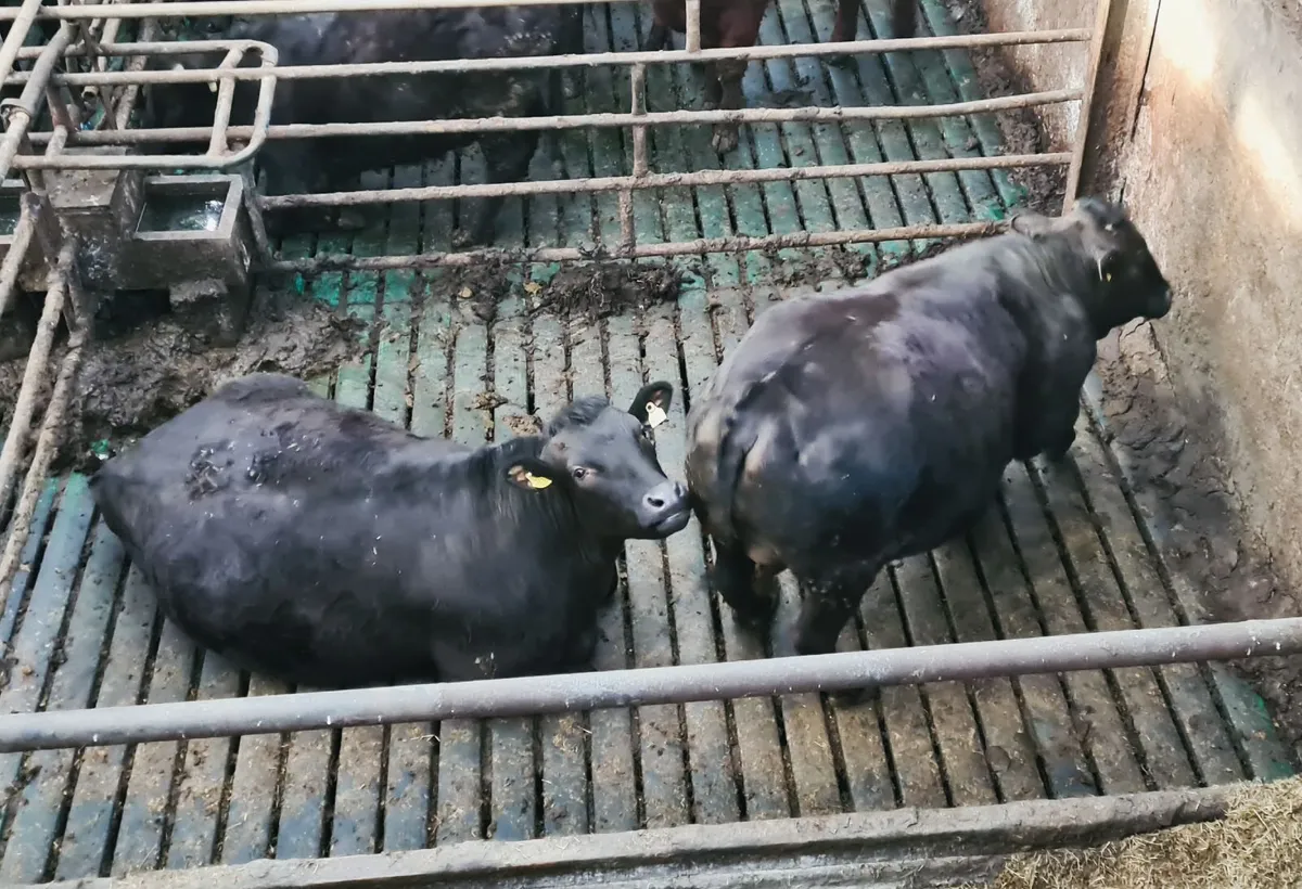 Wagyu Steers - Image 3