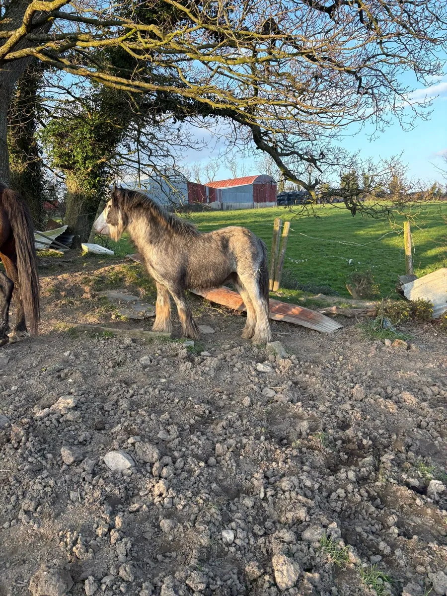 Blue/Grey Cob - Image 1