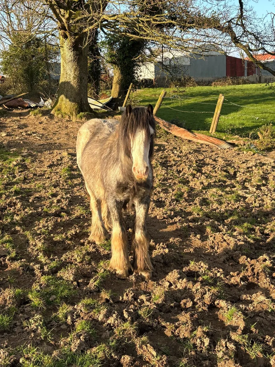 Blue/Grey Cob - Image 4