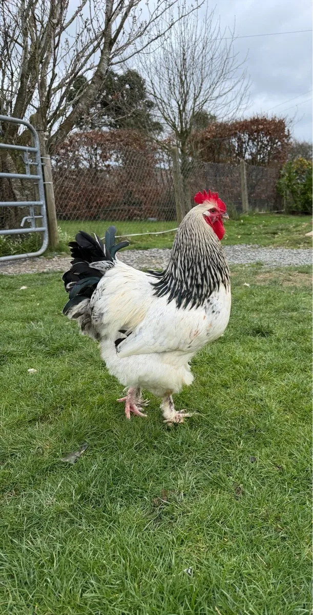 Light Sussex X Brahma cockerel / Rooster - Image 2