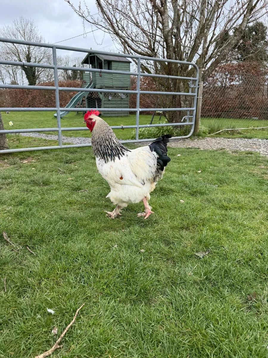 Light Sussex X Brahma cockerel / Rooster - Image 3
