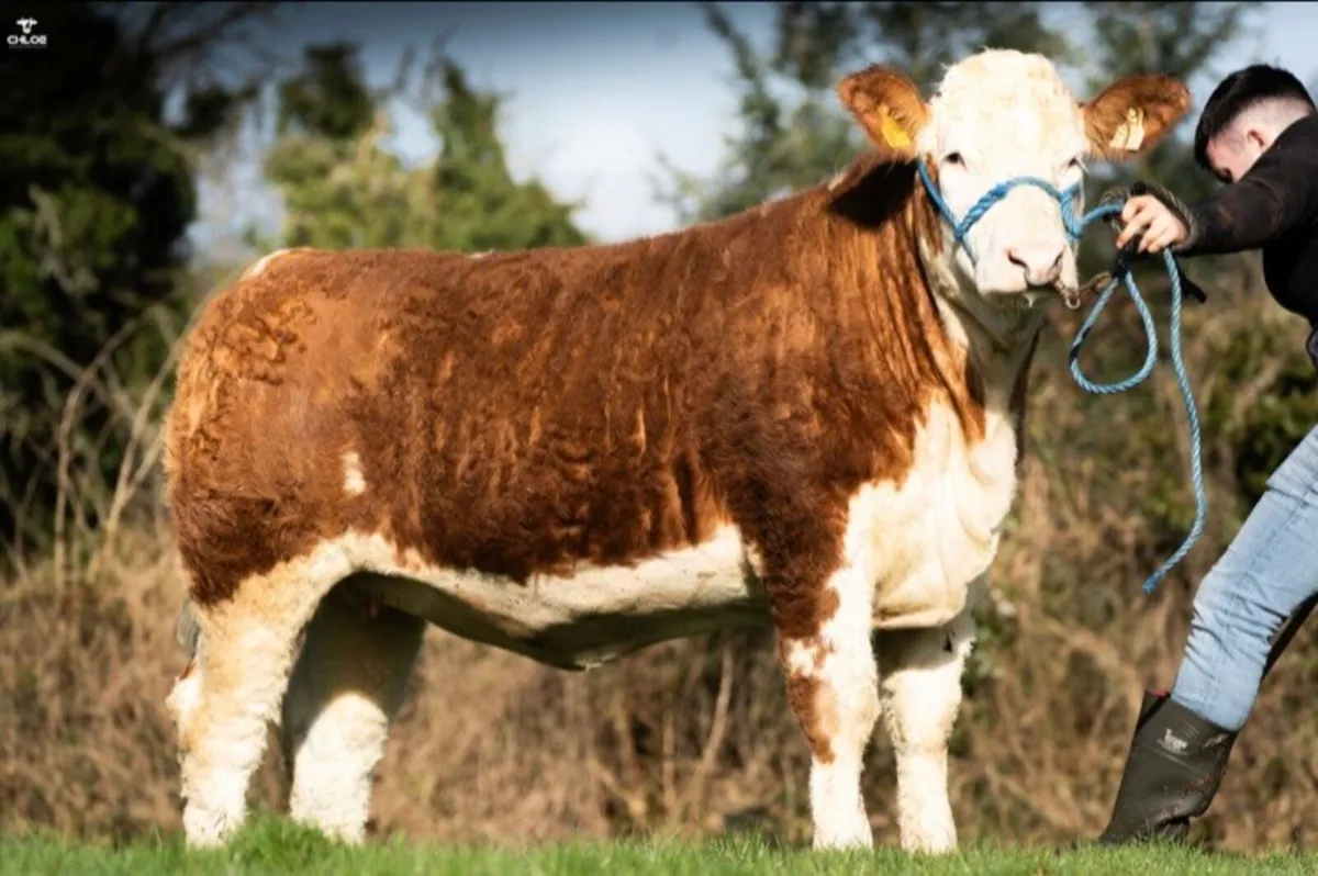 Serious Simmentals Bull and Heifers - Image 4