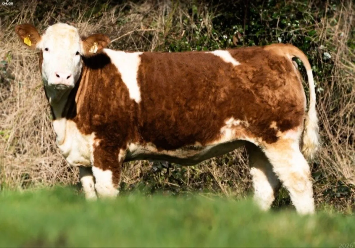 Serious Simmentals Bull and Heifers - Image 1