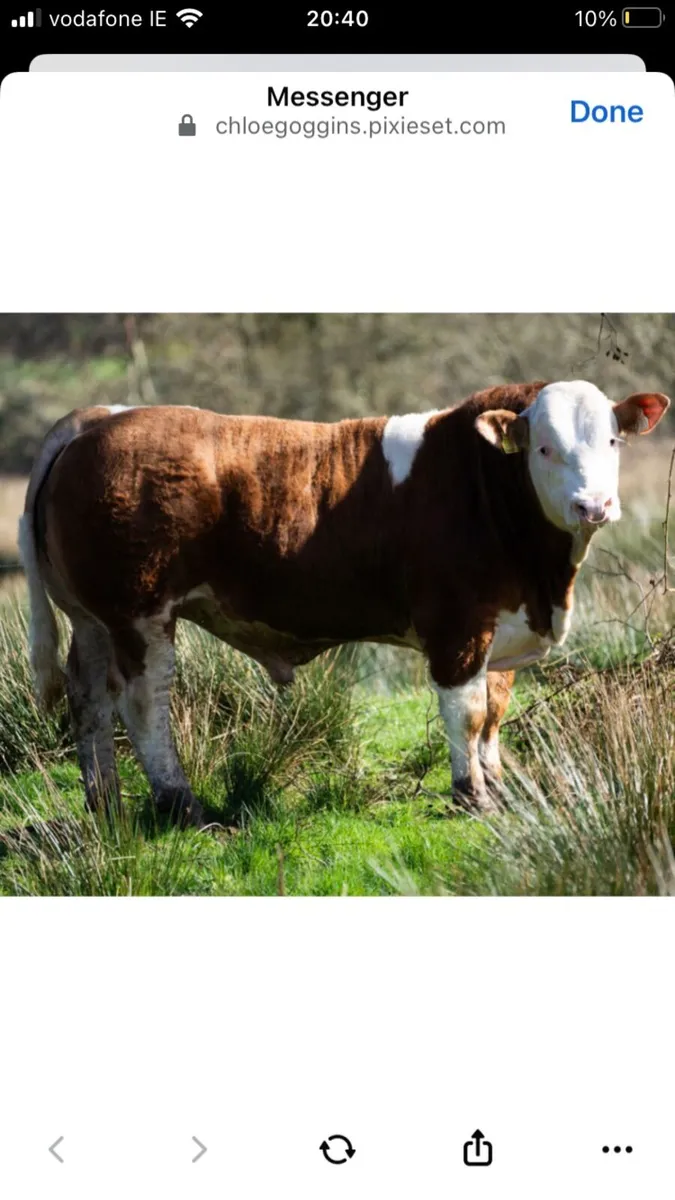 Serious Simmentals Bull and Heifers - Image 3
