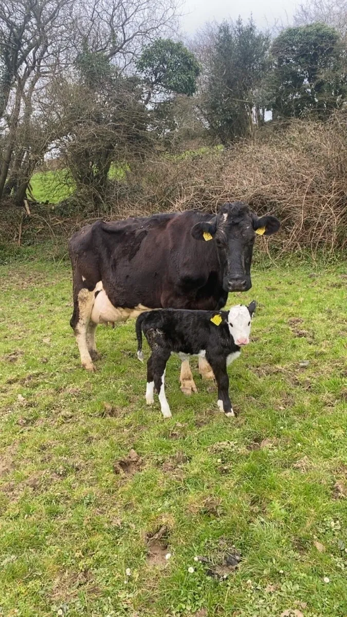 Cow & Calf - Image 1