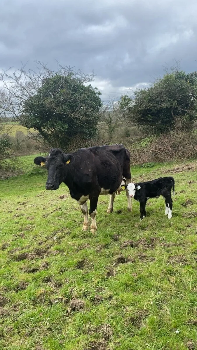 Cow & Calf - Image 2