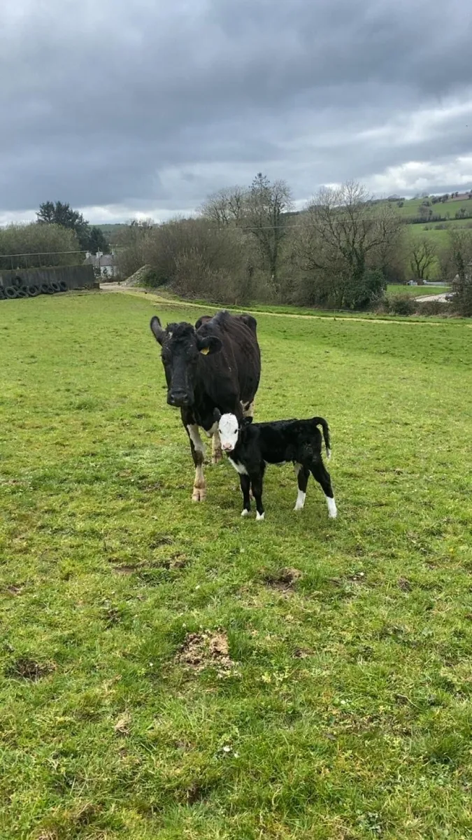 Cow & Calf - Image 4