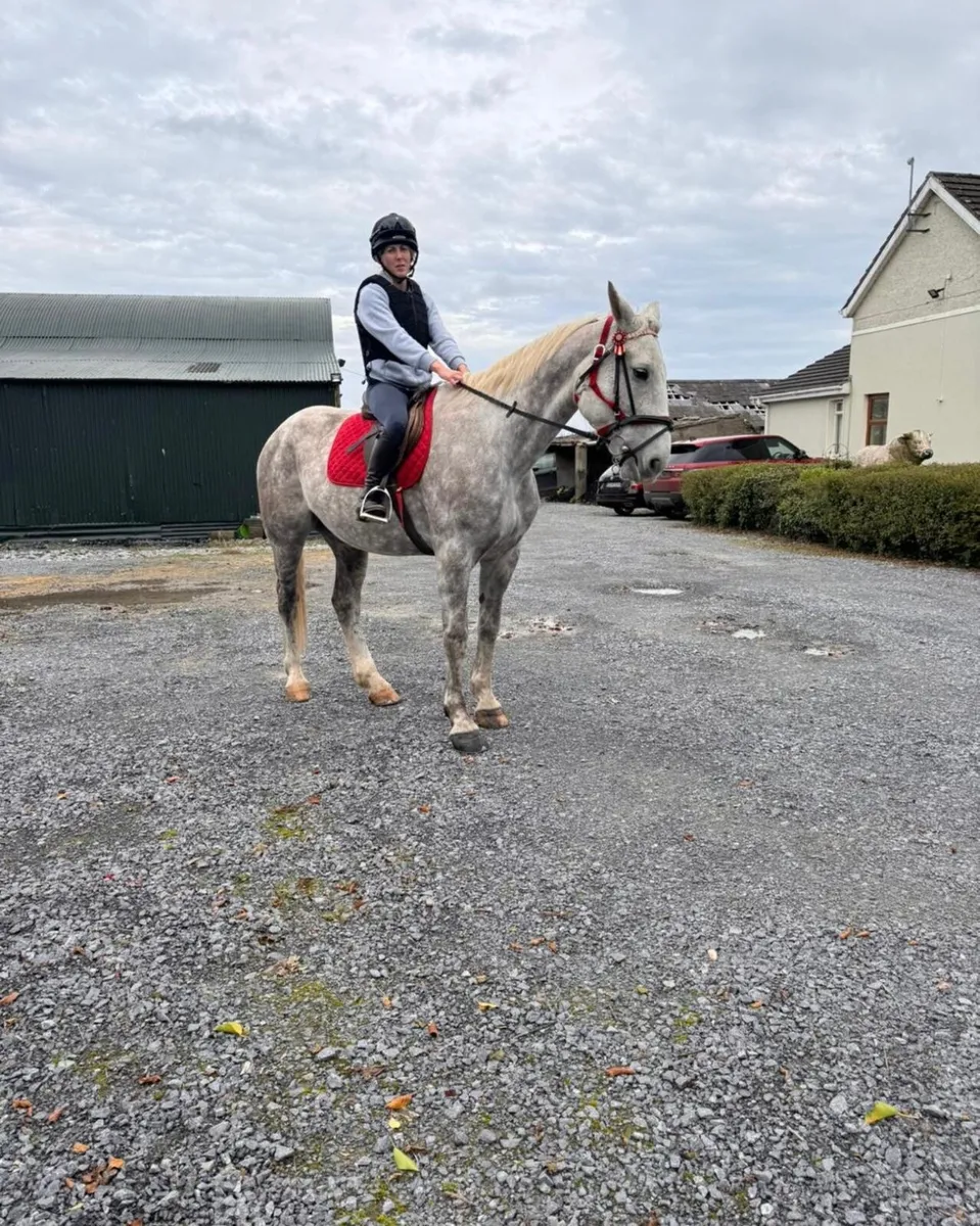 Draft mare for sale - Image 2