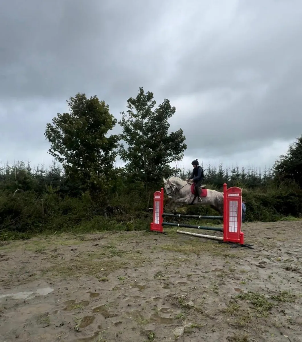 Draft mare for sale - Image 3