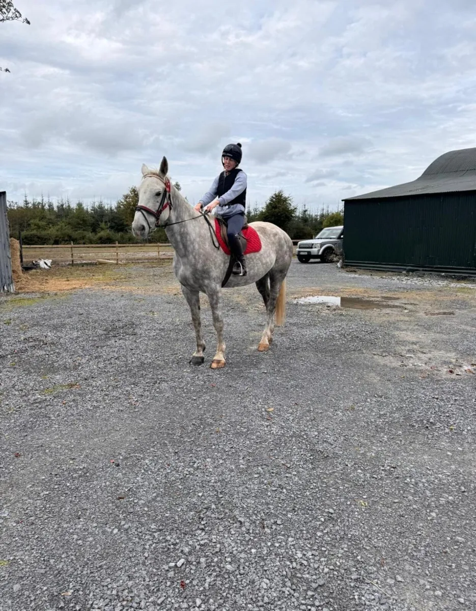 Draft mare for sale - Image 1