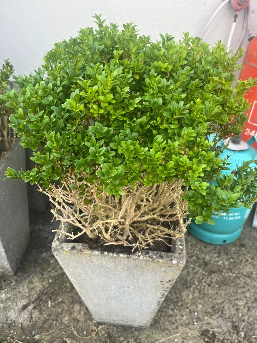 Matured plants - Image 1