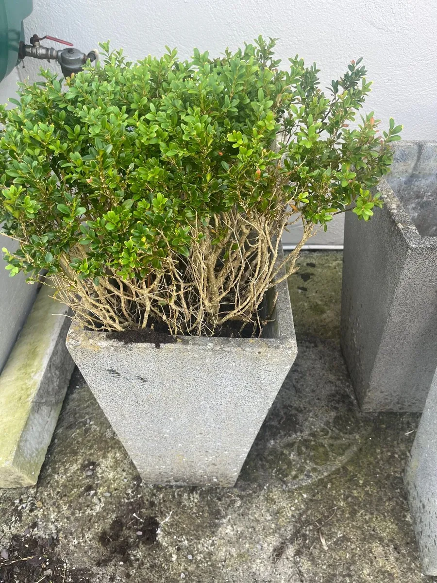 Matured plants - Image 2