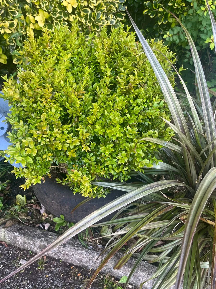 Matured plants - Image 3