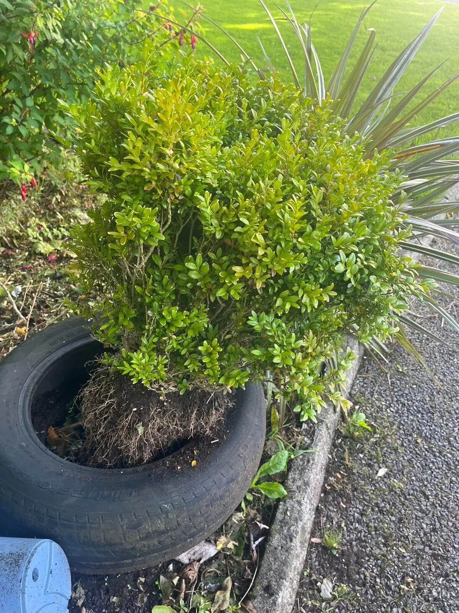 Matured plants - Image 4