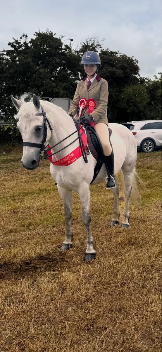 Connemara Gelding - Image 1